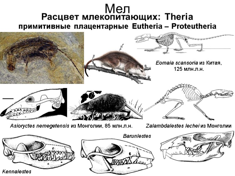 Мел Zalambdalestes lechei из Монголии Eomaia scansoria из Китая, 125 млн.л.н. Asioryctes nemegetensis из